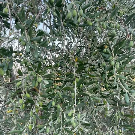 Apartment Podere Zelmira